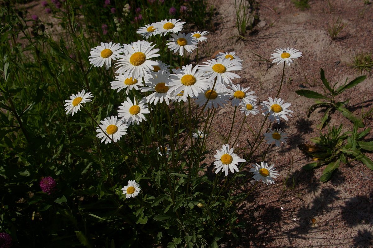 Превью изображения