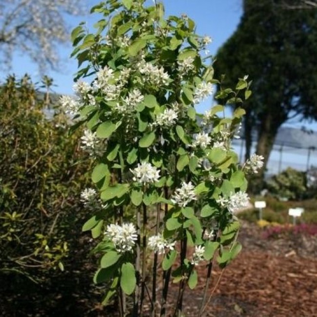 Превью изображения