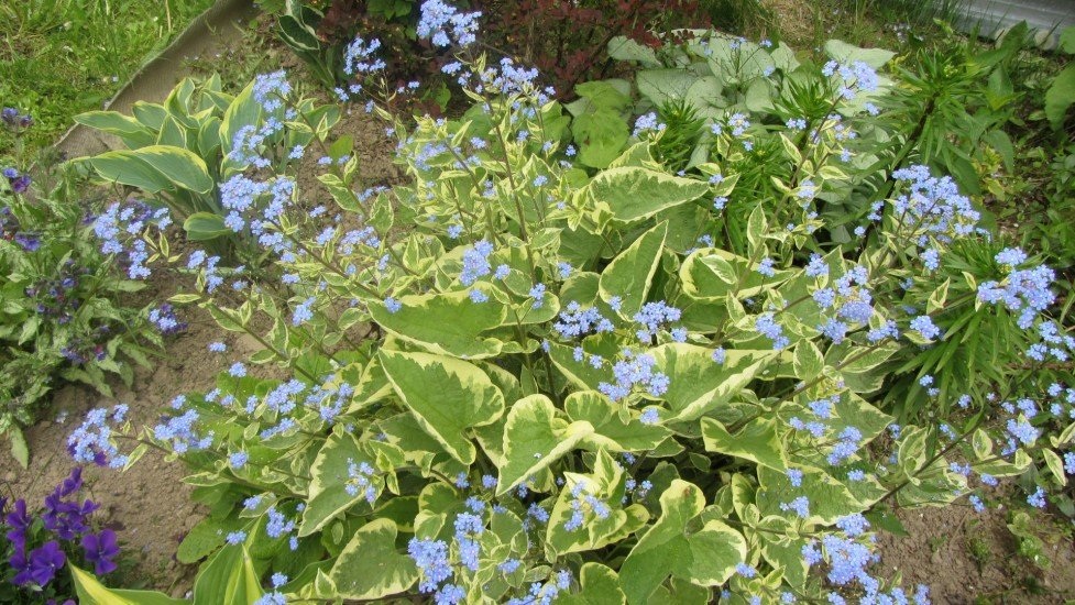 Превью изображения