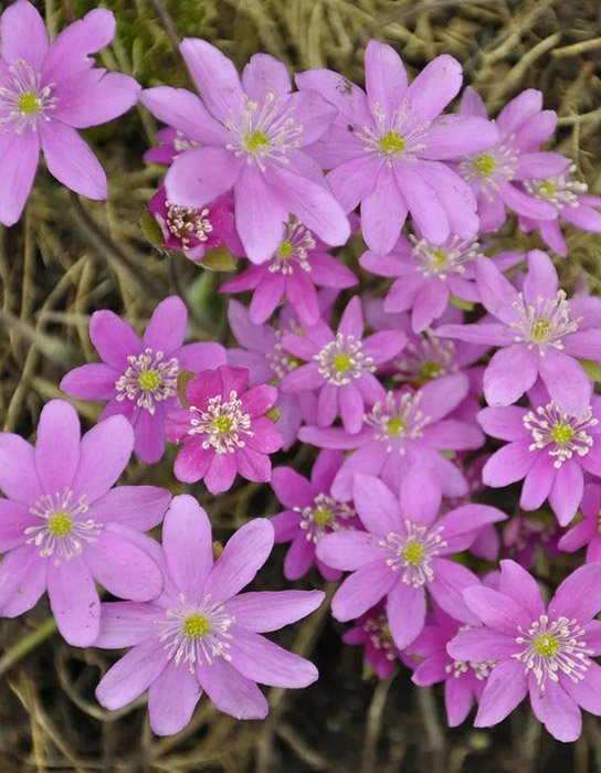 Превью изображения