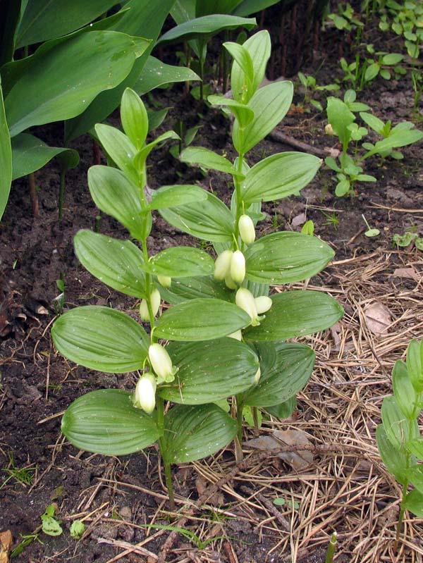 Превью изображения