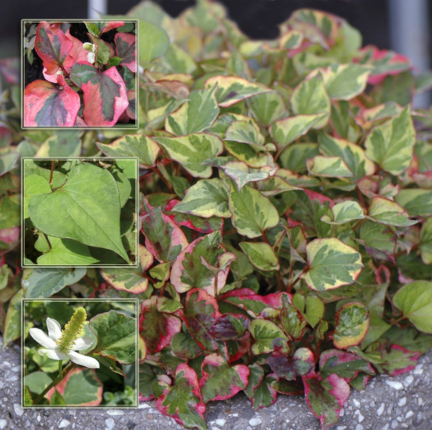 Превью изображения