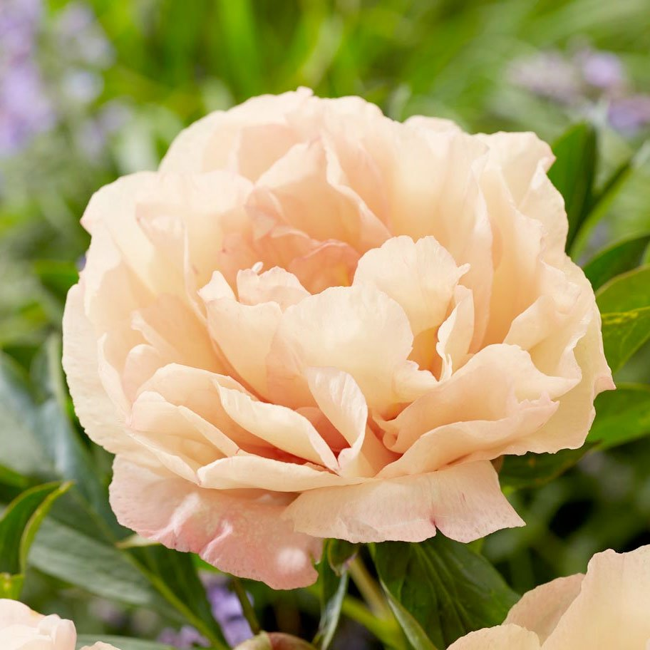 Превью изображения