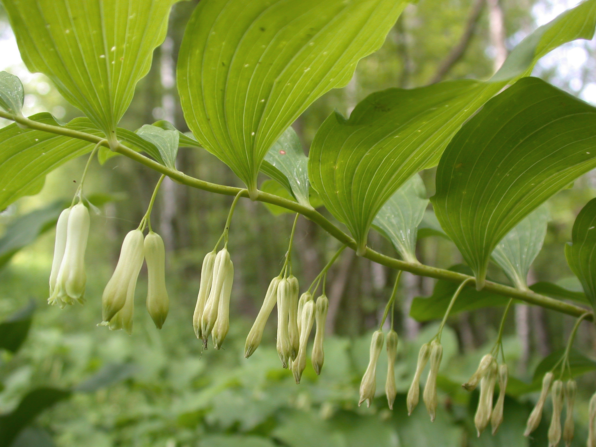 Превью изображения