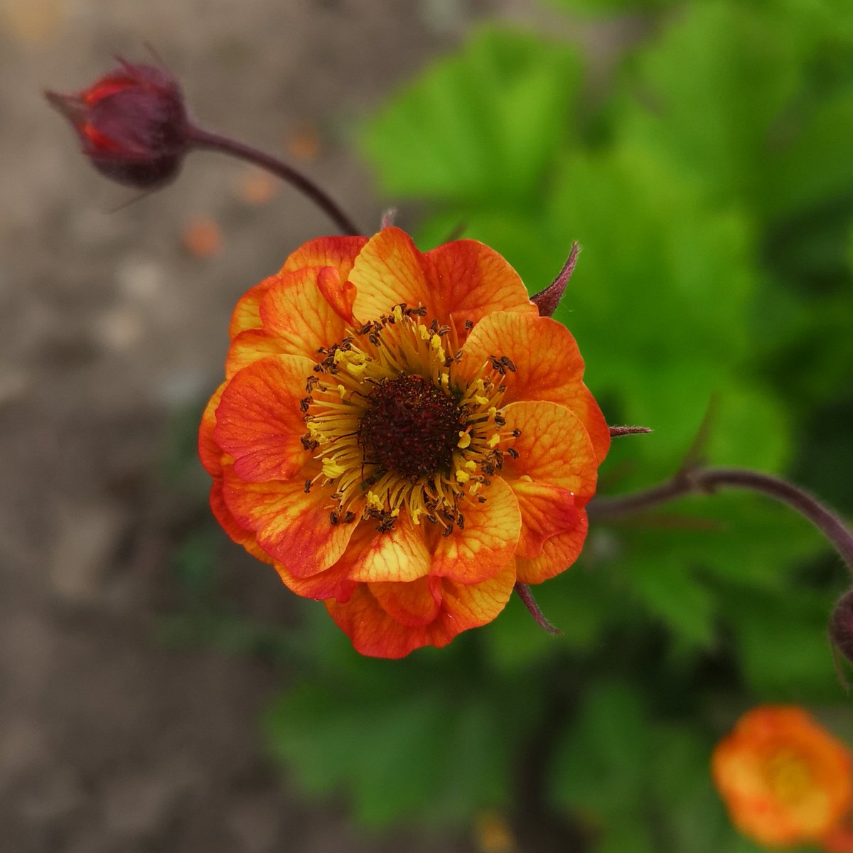 Превью изображения