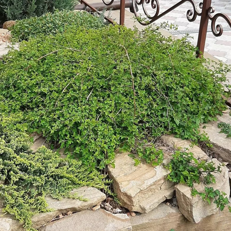 Превью изображения