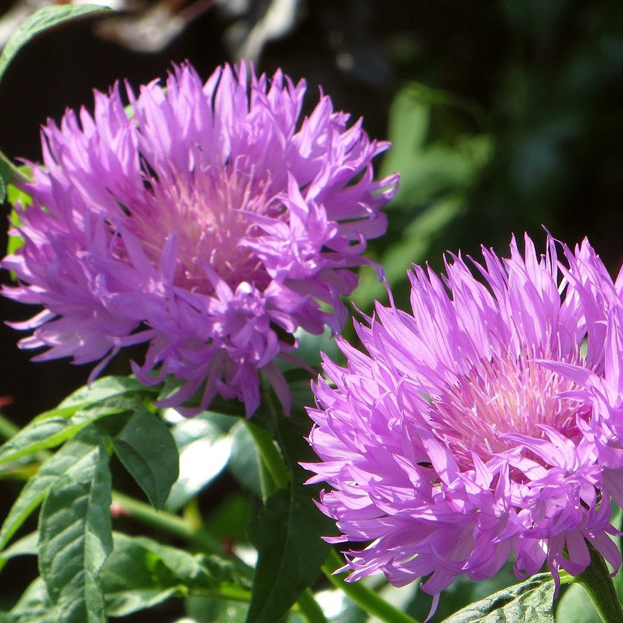 Превью изображения