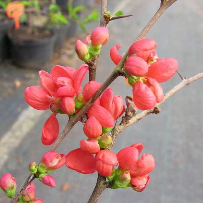 Превью изображения