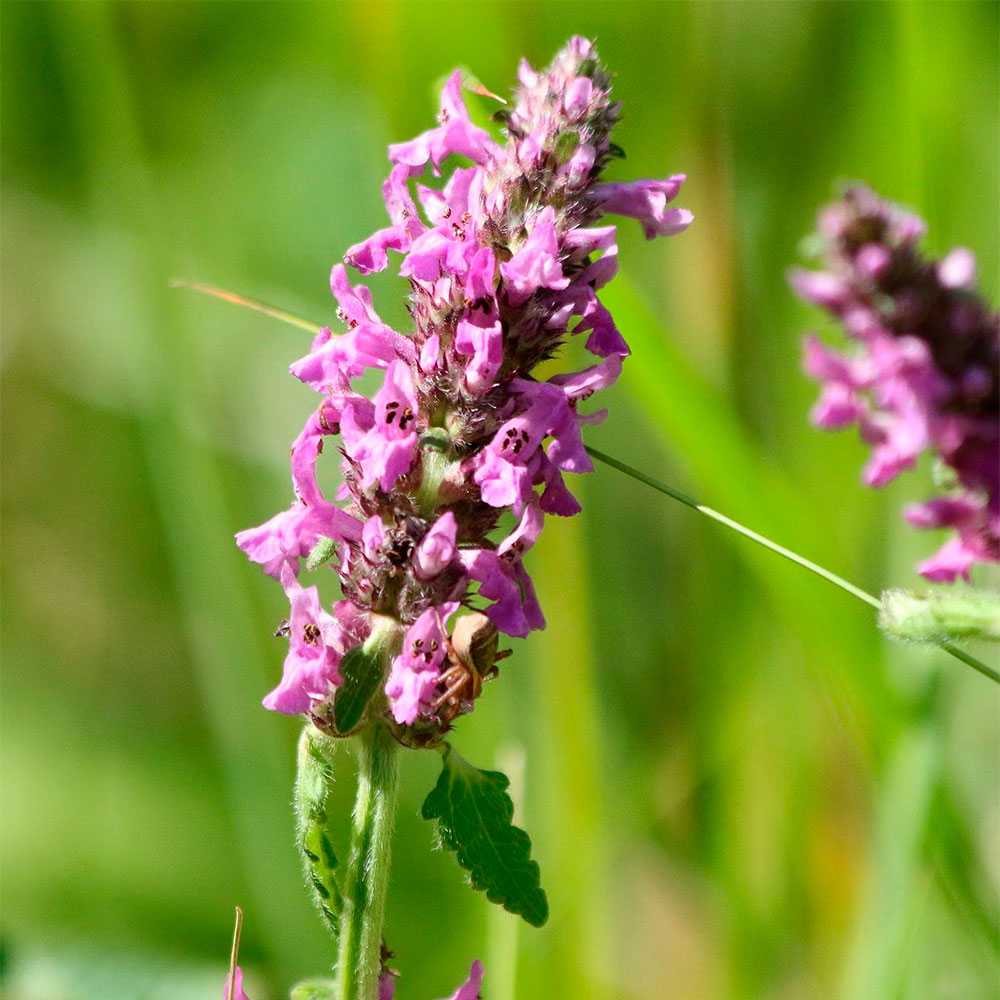 Превью изображения