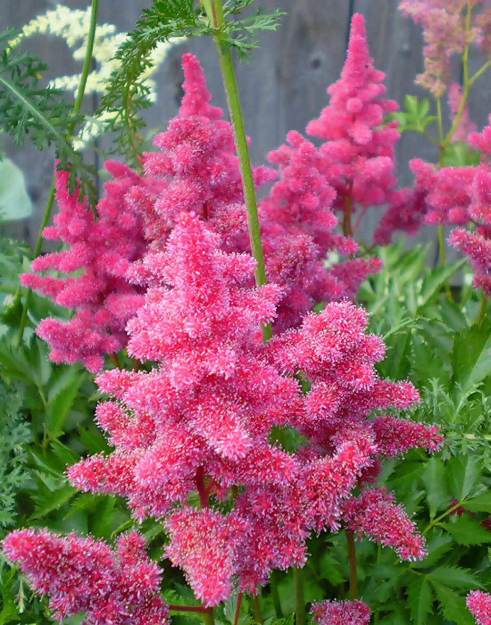 Превью изображения