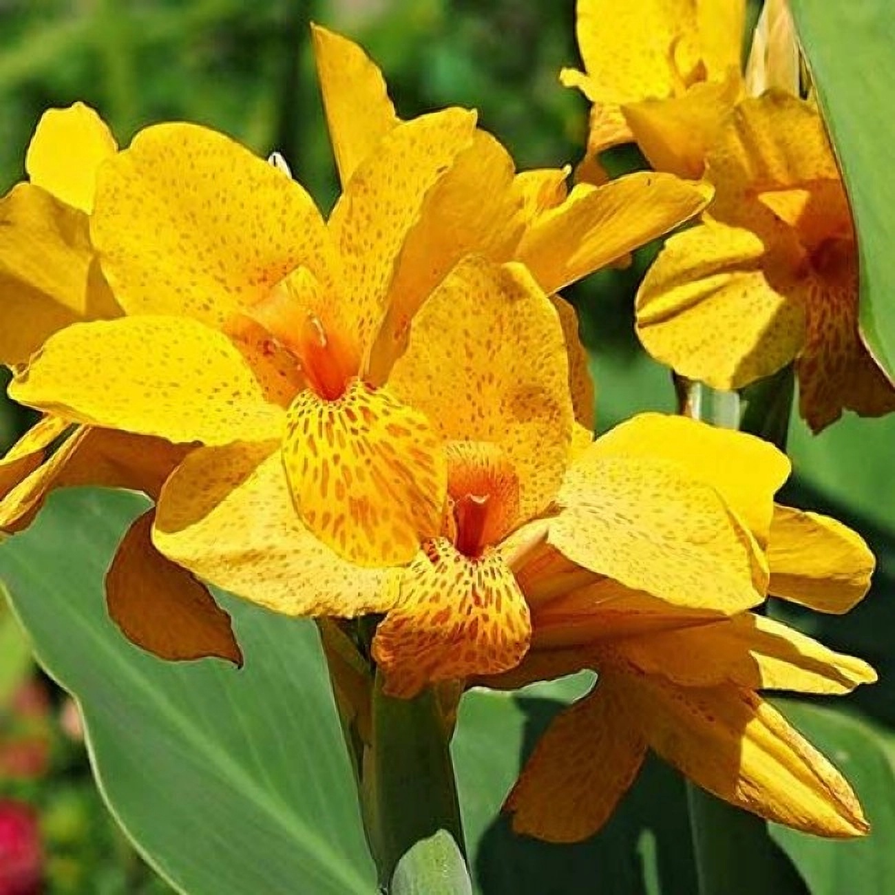 Превью изображения