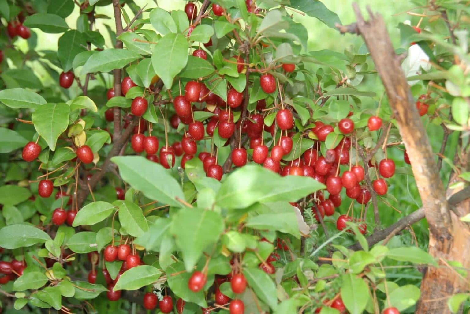 Превью изображения