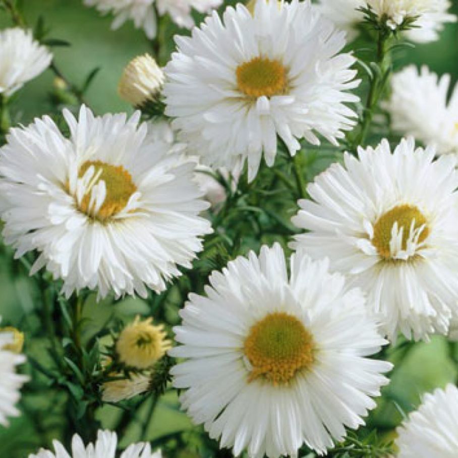 Превью изображения