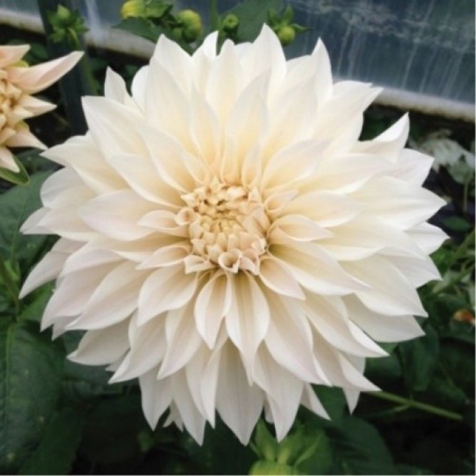 Превью изображения