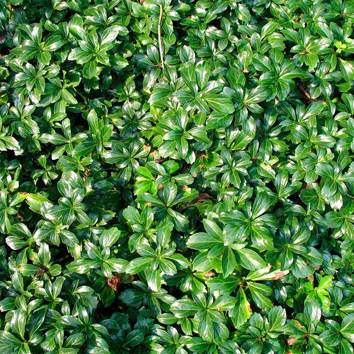 Превью изображения