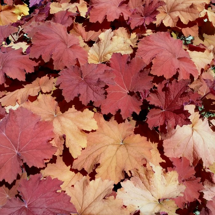 Превью изображения