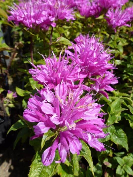 Превью изображения