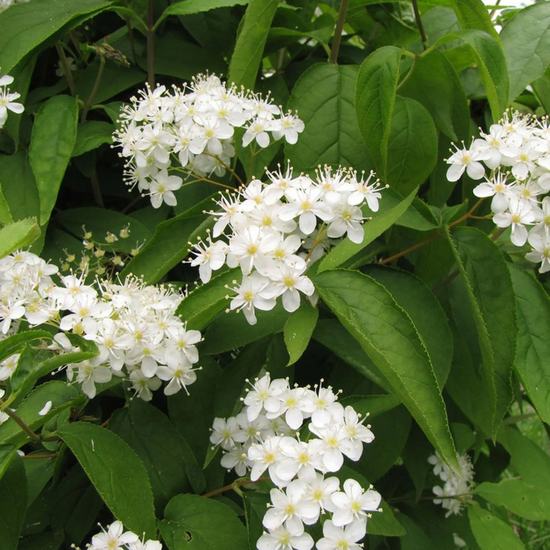 Превью изображения