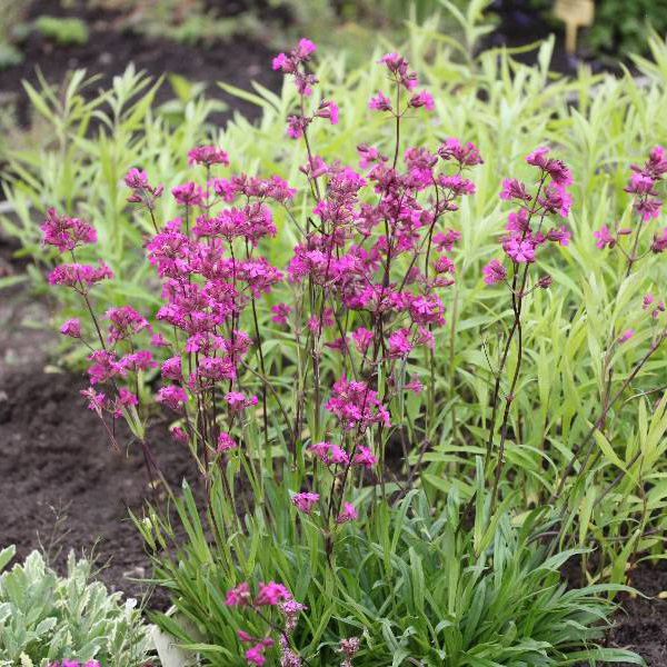 Превью изображения