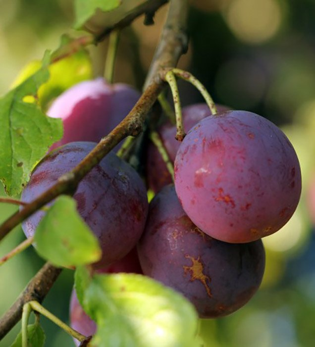 Превью изображения