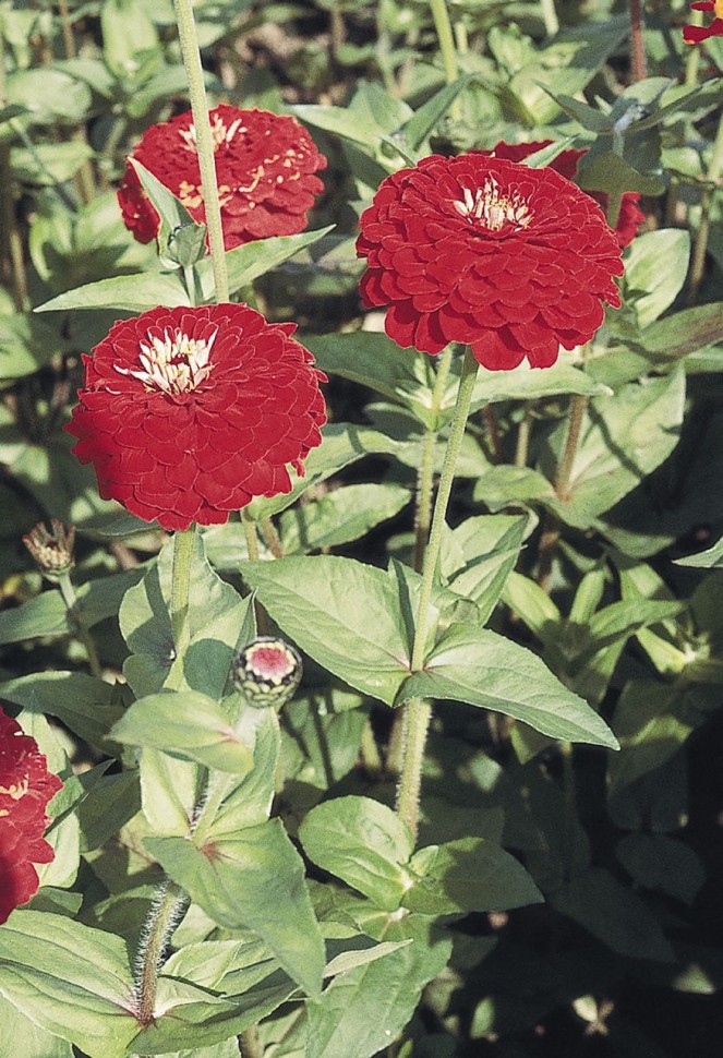 Превью изображения