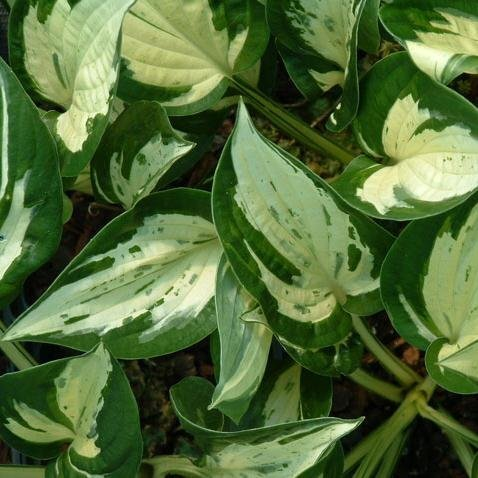 Превью изображения