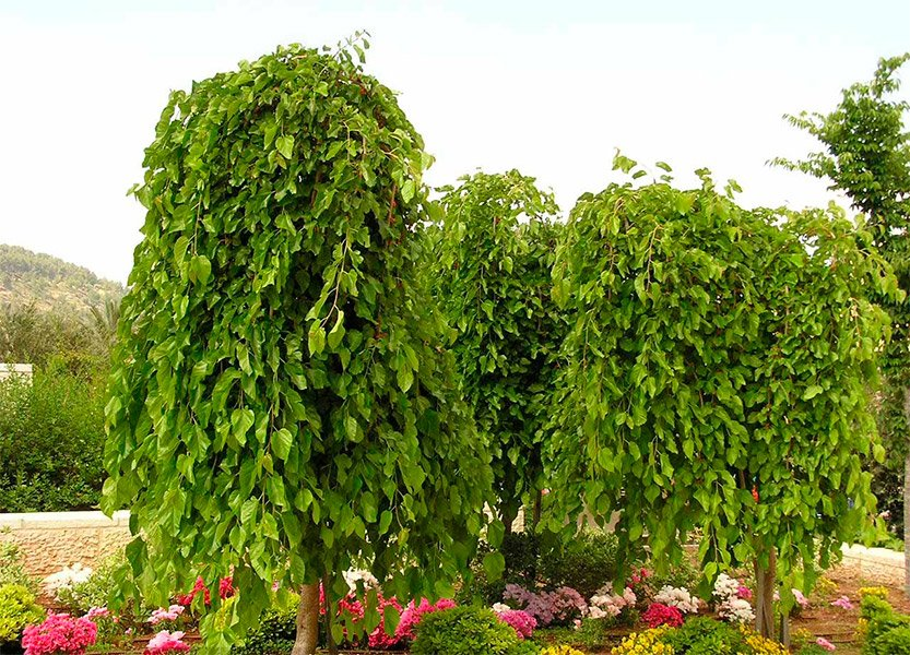 Превью изображения