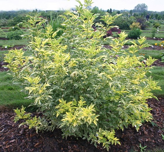 Превью изображения