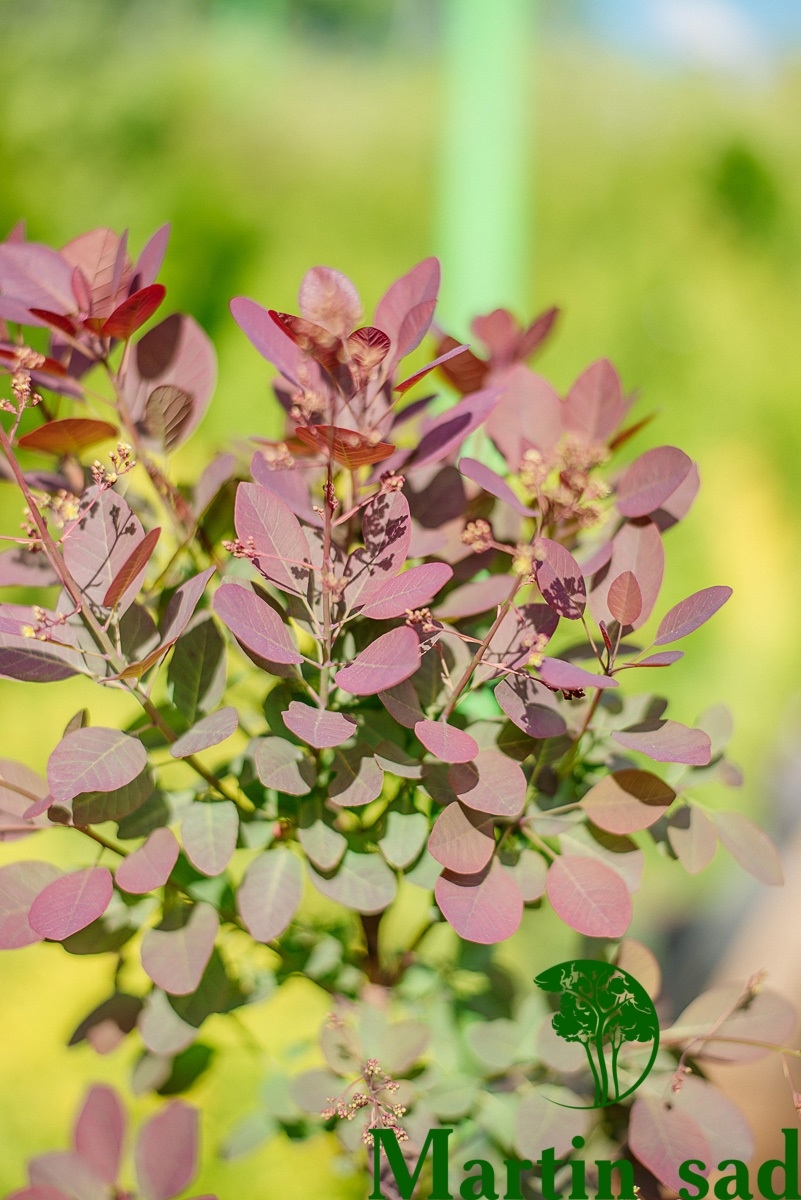 Превью изображения