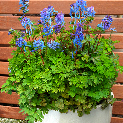 Превью изображения