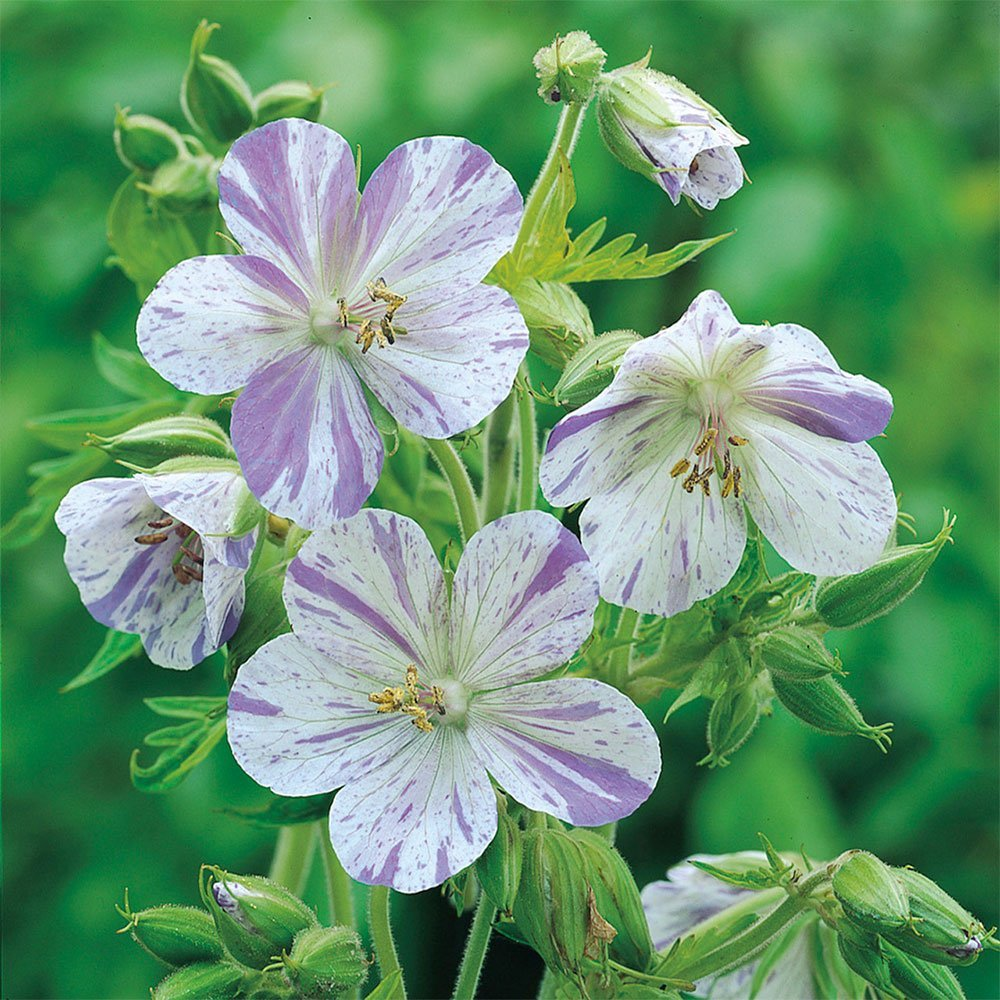 Превью изображения