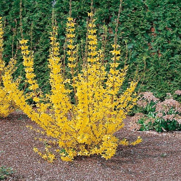 Превью изображения