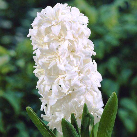 Превью изображения