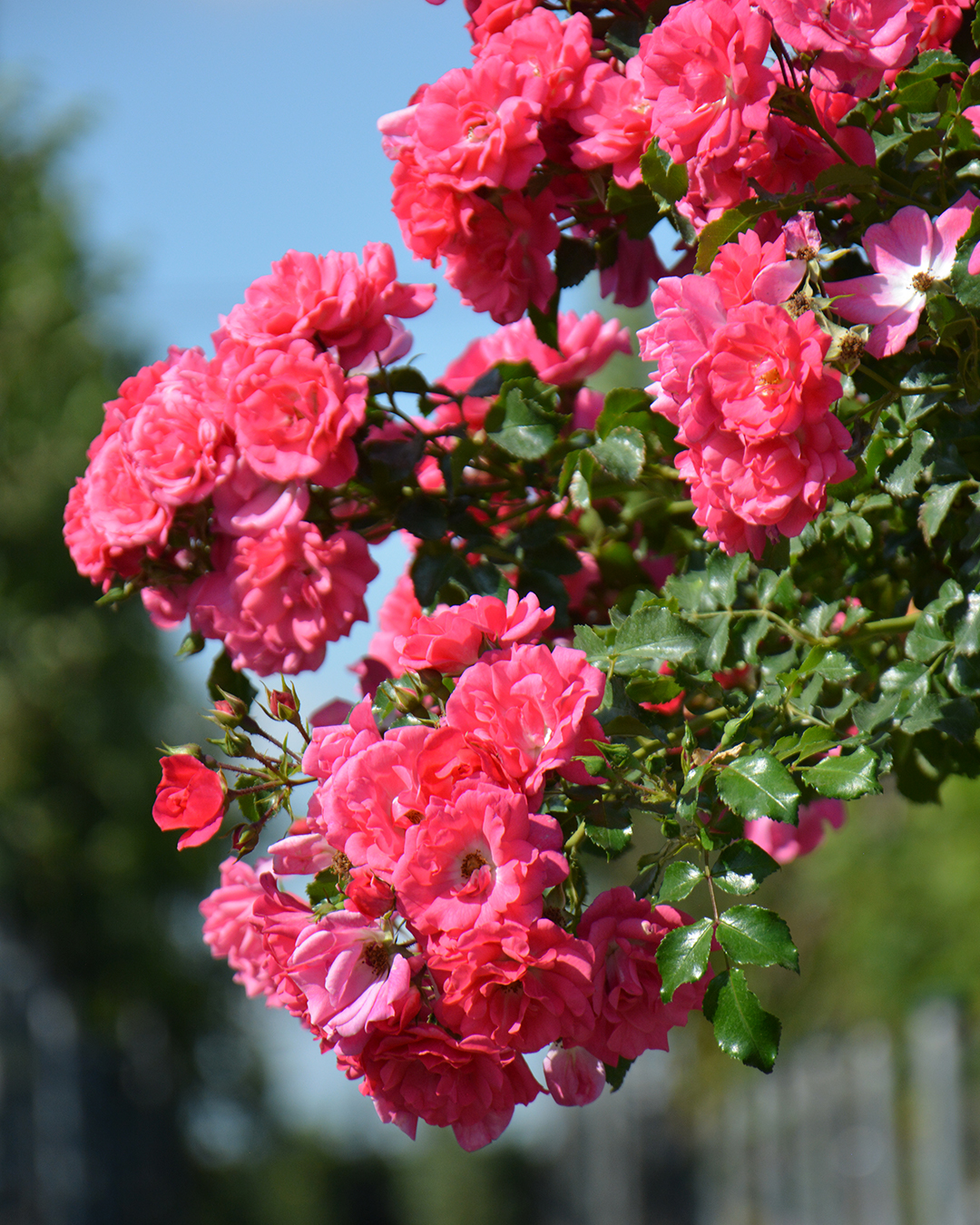 Превью изображения