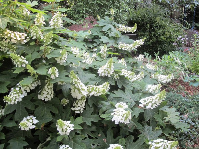 Превью изображения