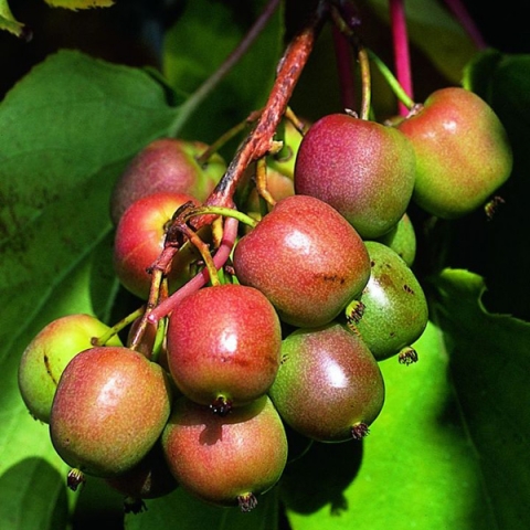 Превью изображения