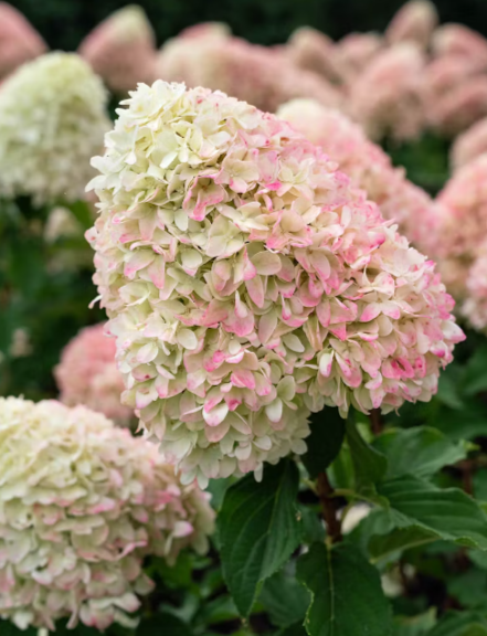 Превью изображения