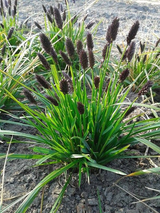 Превью изображения