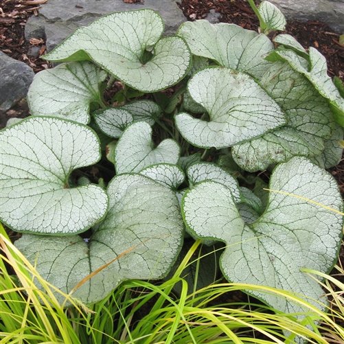 Превью изображения