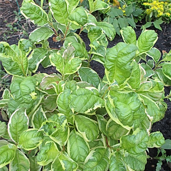 Превью изображения