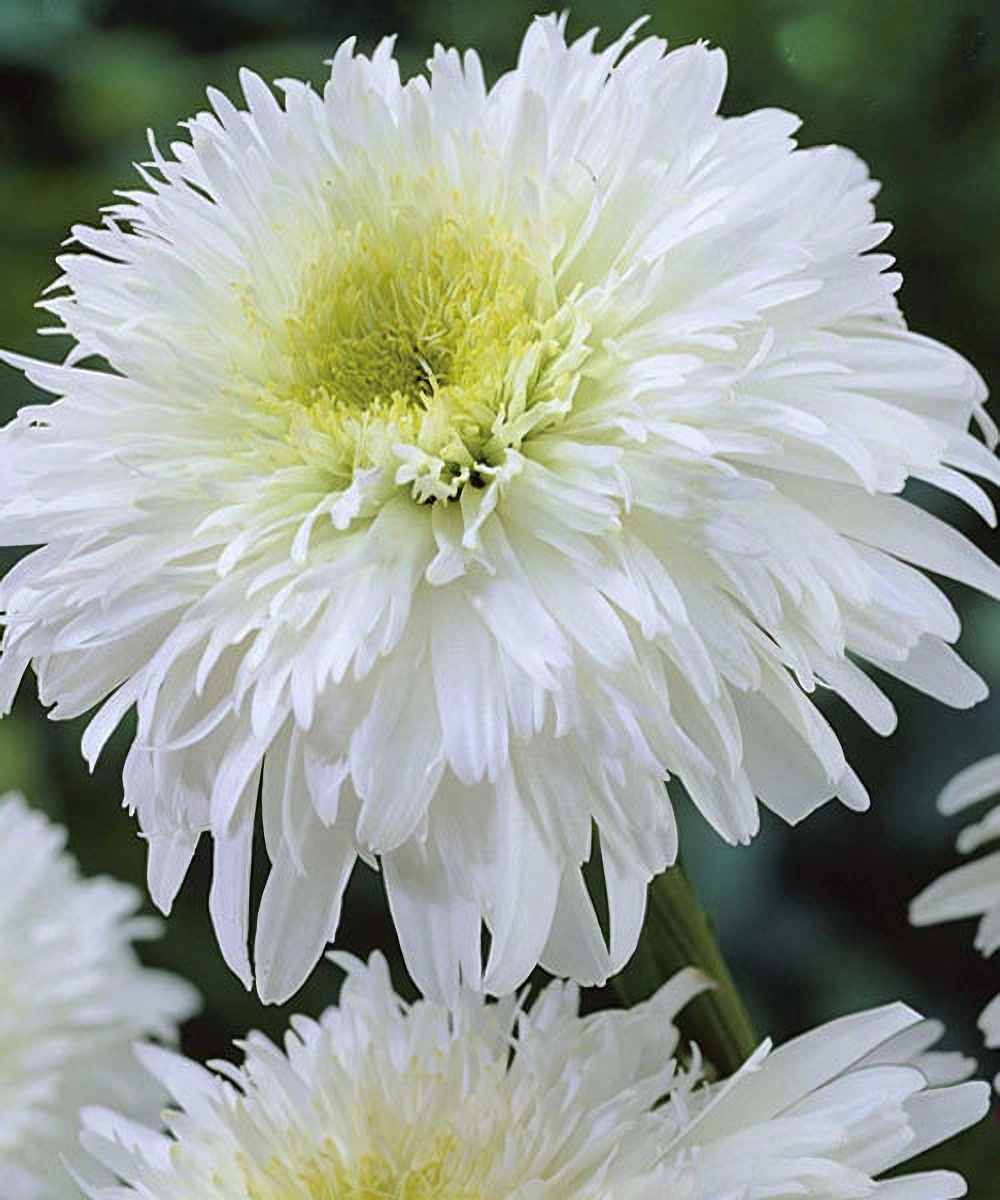 Превью изображения