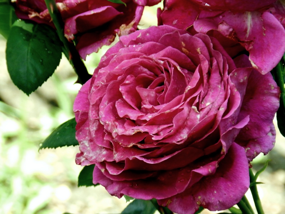 Превью изображения