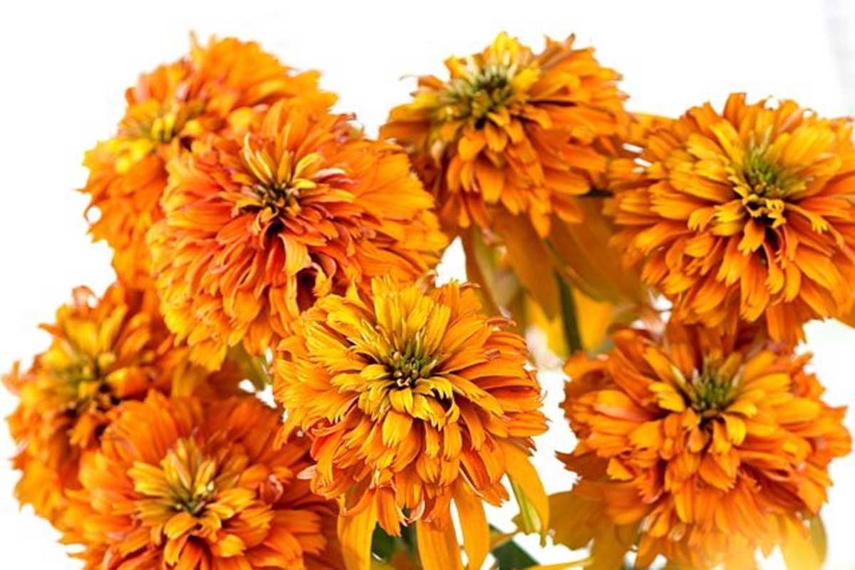 Превью изображения