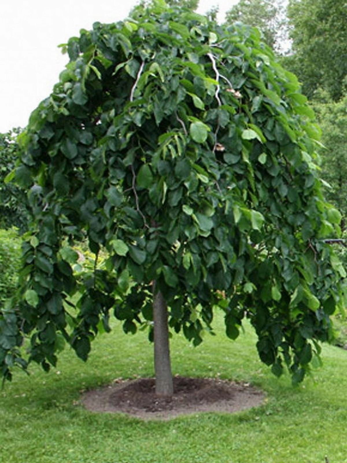 Превью изображения