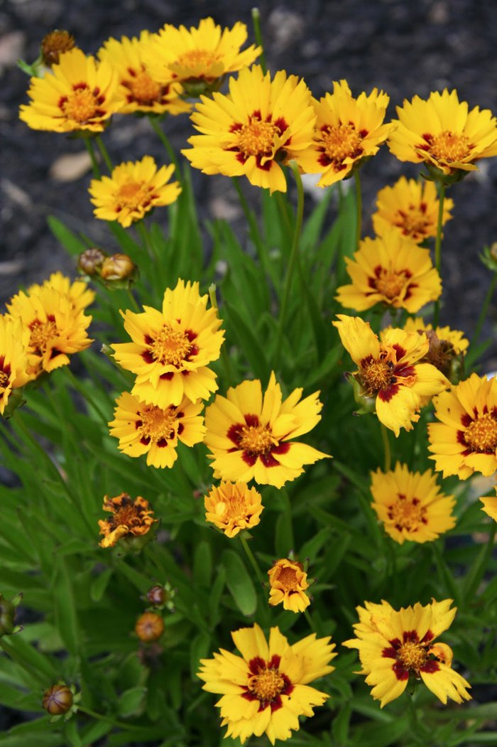 Превью изображения