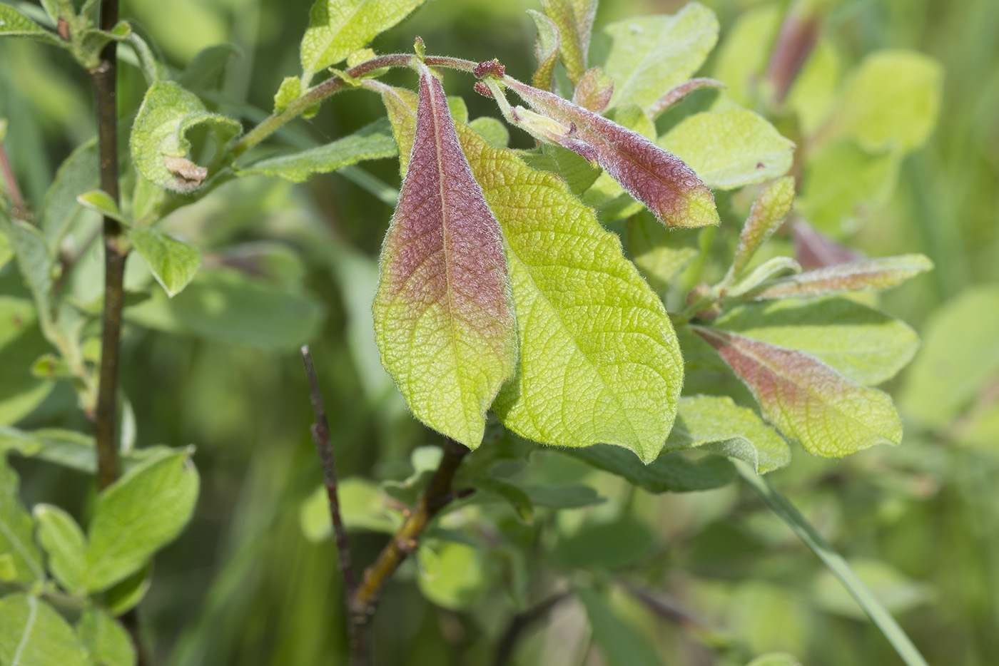 Превью изображения