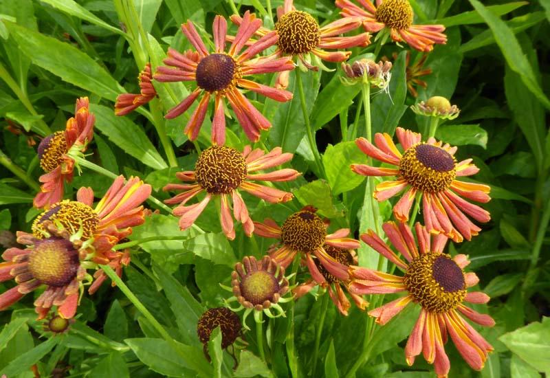 Превью изображения