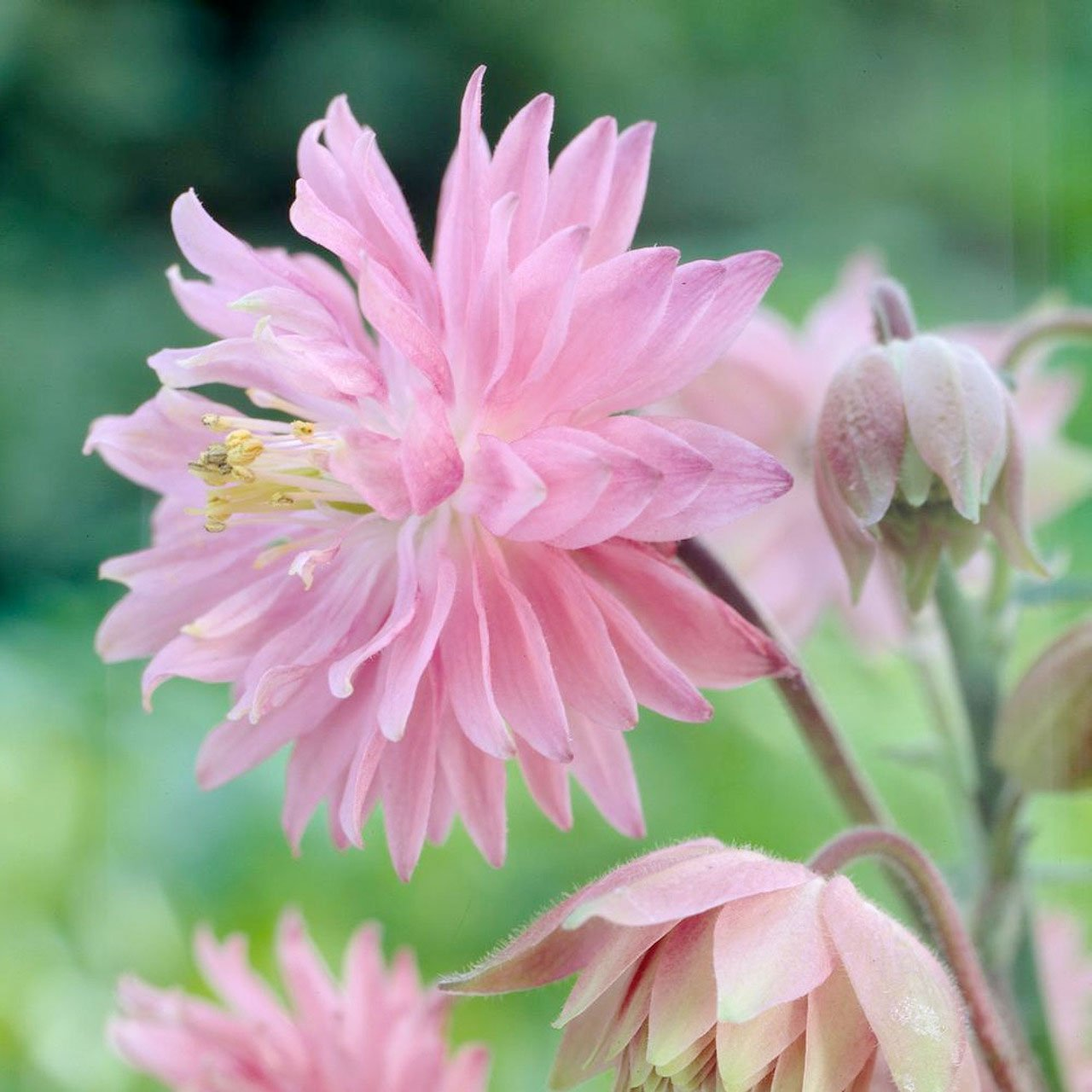 Превью изображения