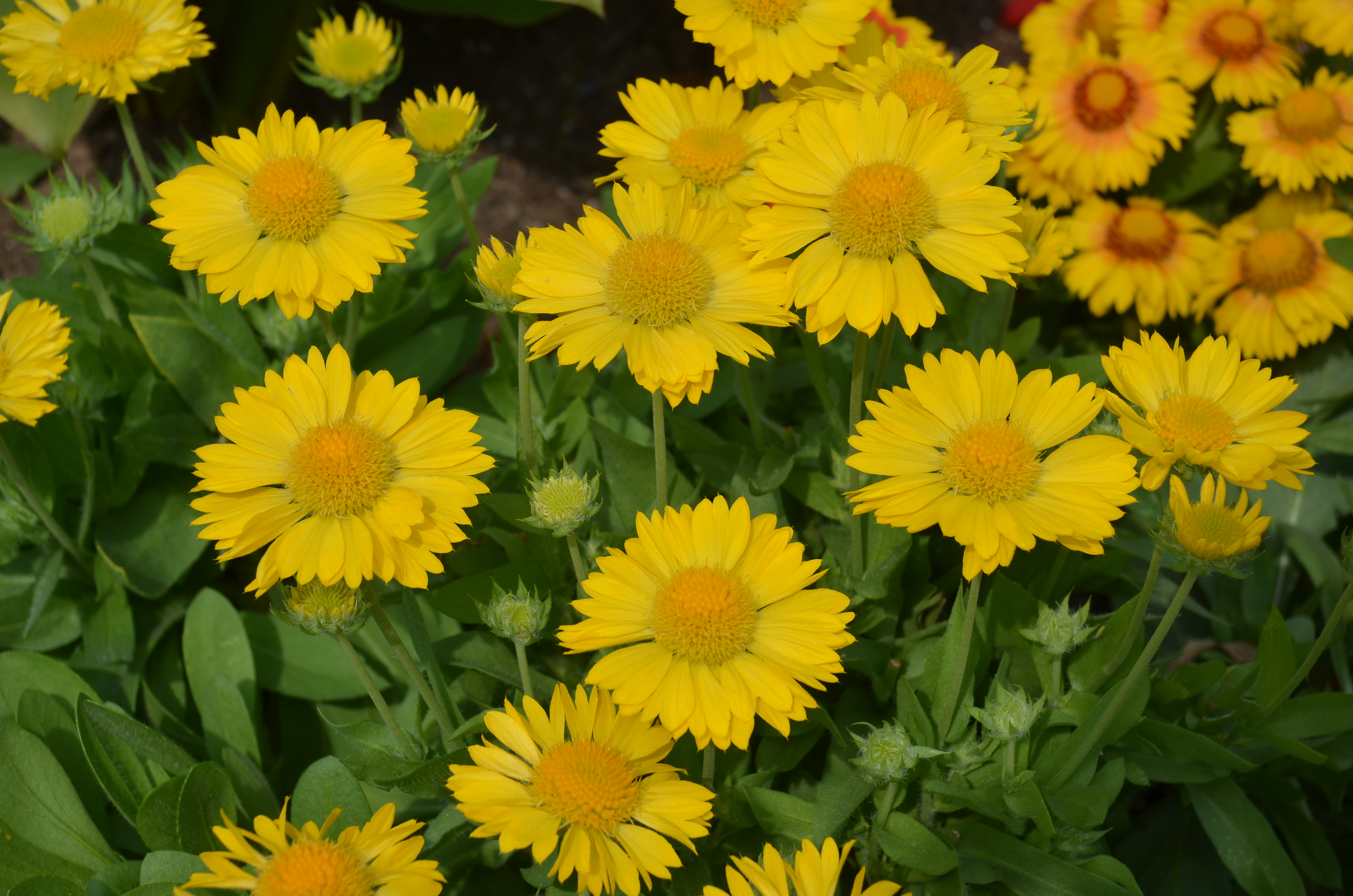 Превью изображения