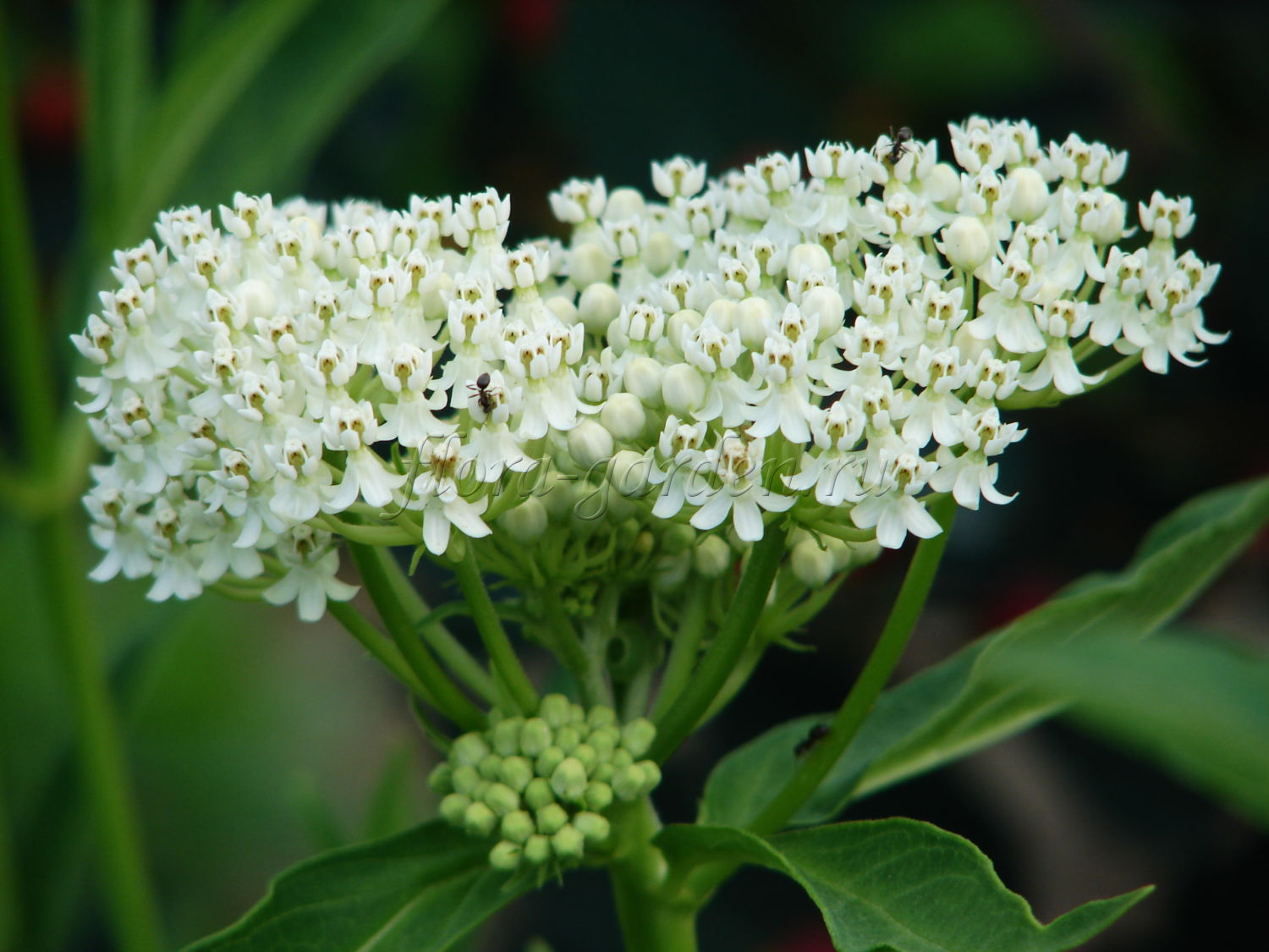 Превью изображения